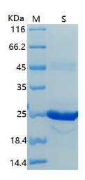 SDS-PAGE (TREM1-116H).jpg